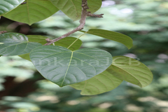 Anamirta cocculus